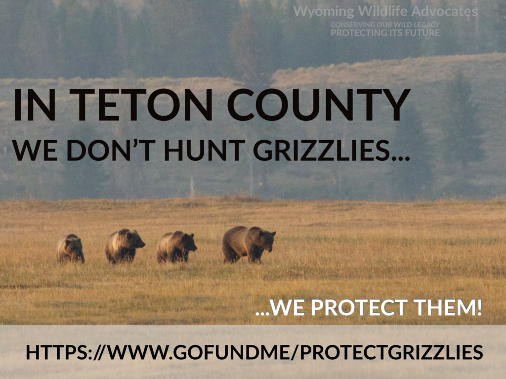 Grizzly bear, Teton County, Wyoming Wildlife Advocates campaign